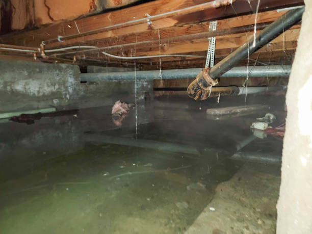 Best Flood damage cleanup  in Ranchester, WY