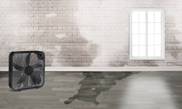 Best Water damage contractors near me  in Ranchester, WY